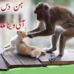Whatsapp clips
