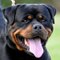 Avox Rottweilers