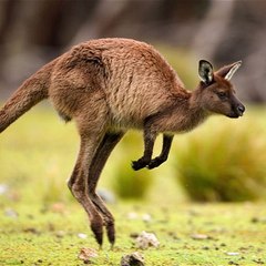 Funny animal
