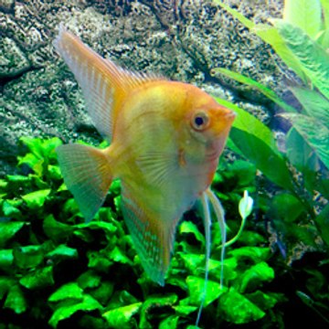 Aquarium-Perfekt.de