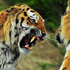 Animal VS Human- Craziest Videos