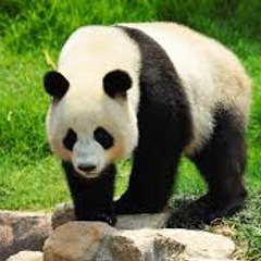 PANDA ENTERTAINMENT