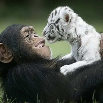 LoveAnimals