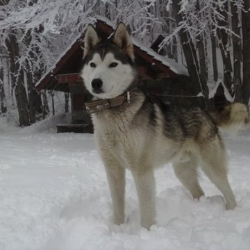 Mico Podgorci