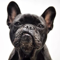 DOGFACE