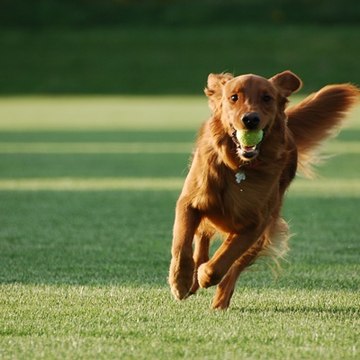 Dogs_Training