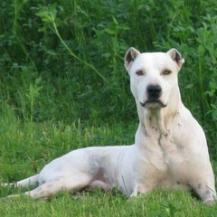 Hazara bully kutta