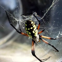 DJ ARAÑA