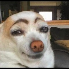 Funny Animals
