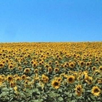 Jean-Louis CALMETTES