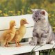 Funny Cat Videos