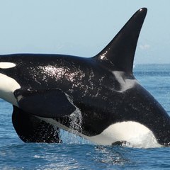 Gaming Orca