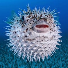 WildOcean