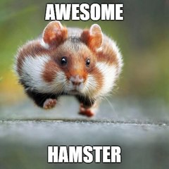 Awesome_Hamster