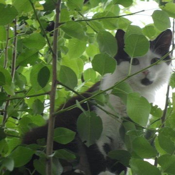 Funny Animals