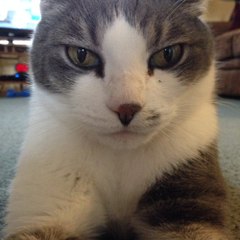 Mr.Kittens