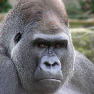 Gorilla