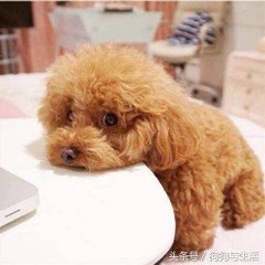 貓娘子狗奴才