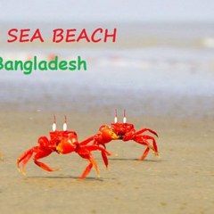 Hadi Sazzad Hossain