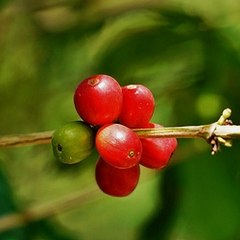 DAAF Guadeloupe