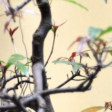 Lush Lashes Boutique