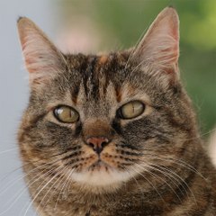 Grizabella Feline