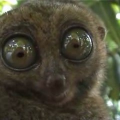 Смешные видео