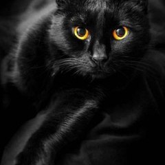 SEO Montreal Cat