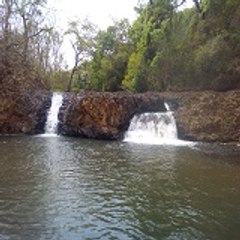 Canto dos pássaros
