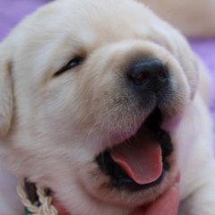 la pommeraie labrador