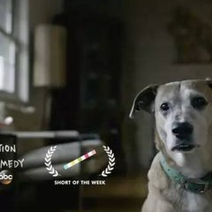 Downward Dog Season 1 - Full Video ~ Watch Series