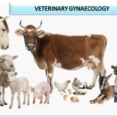 Gynaecology Veterinary