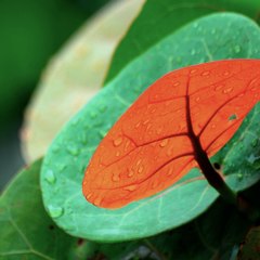 Bangladesh