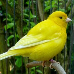 Chant de Oiseaux
