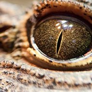 แอนนิมอล Documentary