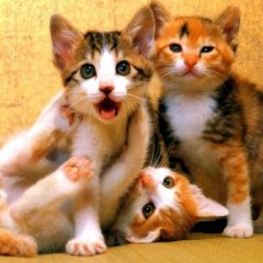 Crayz Animals