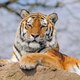 monde des animaux عالم الحيوان