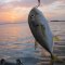 Gulf Shores Charter Fishing