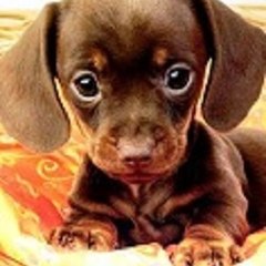 Cute Puppies and Animals