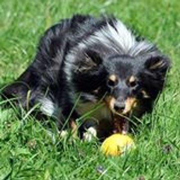 Elodie