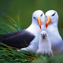 AFLAM.COM