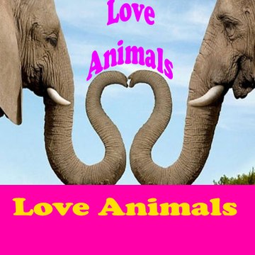 Love Animals