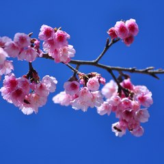 japans drama