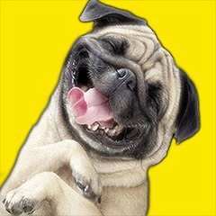 Grumpydog