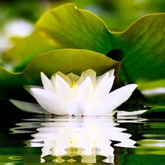 phật giáo vnco.net