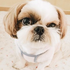 Shihtzupuppies