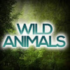 wild-animals