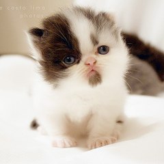 Cute TV