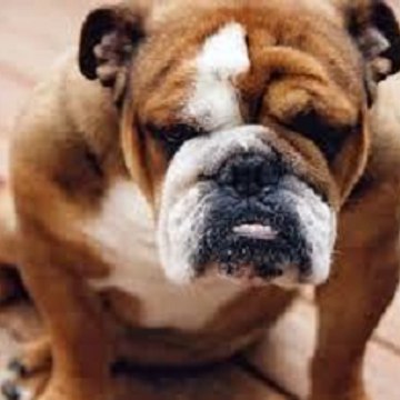 Daykenbull
