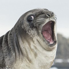 SealSavior